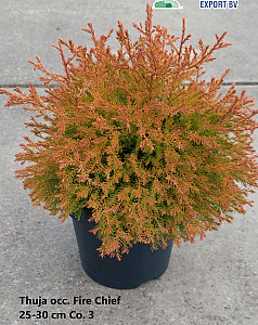 Thuja occ. Fire Chief