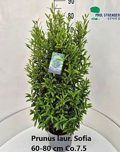 Prunus laur. Sofia