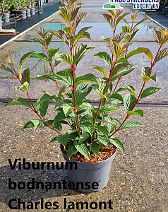 Viburnum bodnantense Charles lamont