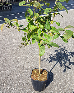 Callicarpa bod. Profusion
