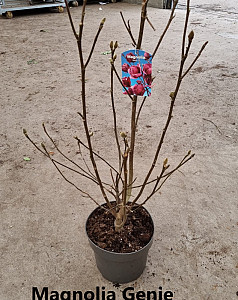 Magnolia Genie