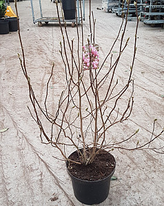 Magnolia soul. George Henry Kern