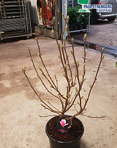 Magnolia soulangiana Satisfaction 