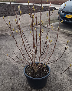 Magnolia soulangiana Superba