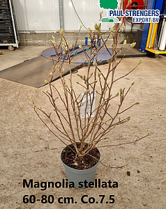 Magnolia stellata