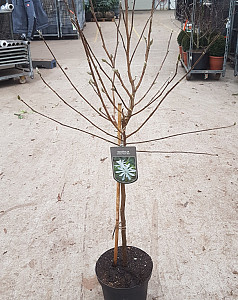 Magnolia stellata Royal Star