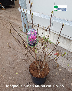 Magnolia Susan 