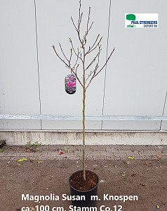 Magnolia Susan
