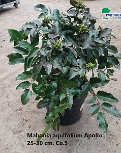 Mahonia aquifolium Apollo 