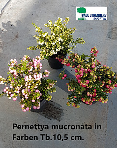 Pernettya mucronata Duo