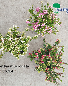 Pernettya mucronata