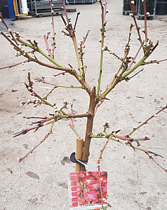 Prunus per. Melred 