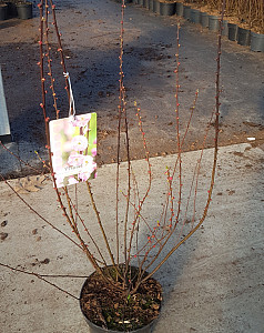 Prunus tr. Rosenmund 