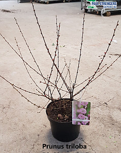 Prunus triloba 