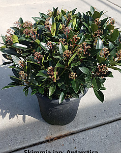 Skimmia jap. Antarctica