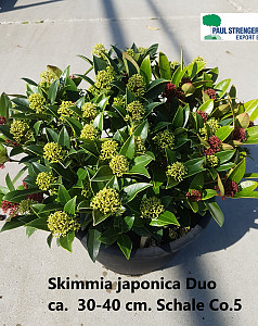 Skimmia jap. Duo