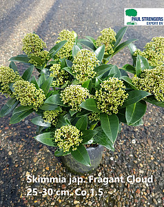 Skimmia jap. Fragant Cloud