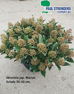 Skimmia jap. Marlot