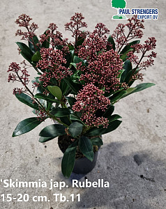 Skimmia jap. Rubella 