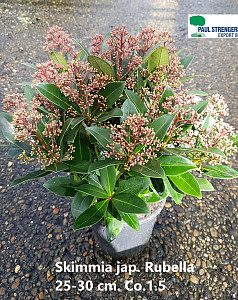 Skimmia jap. Rubella  