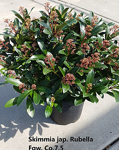 Skimmia jap. Rubella 