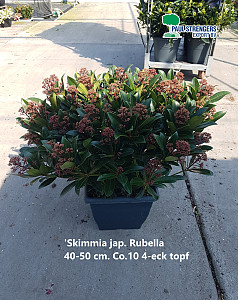 Skimmia jap. Rubella 