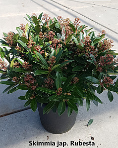 Skimmia jap. Rubesta