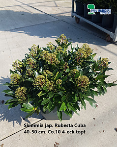 Skimmia jap. Rubesta Cuba