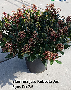 Skimmia jap. Rubesta Jos 