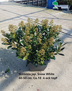 Skimmia jap. Snow White