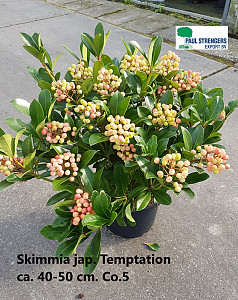 Skimmia jap. Temptation 