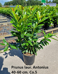Prunus laur. Antonius