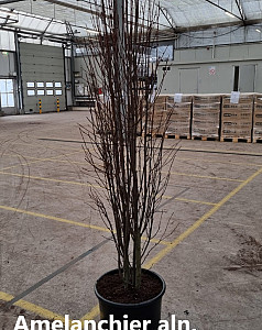 Amelanchier aln. Obelisk