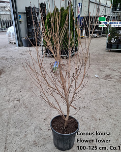 Cornus kousa Flower Tower