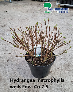 Hydrangea macrophylla weiß