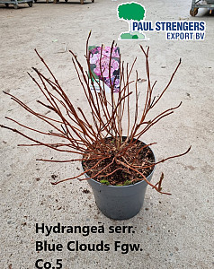 Hydrangea serr. Blue Clouds