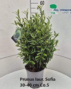 Prunus laur. Sofia