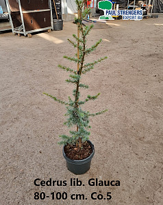 Cedrus lib. Glauca
