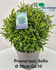 Prunus laur. Sofia