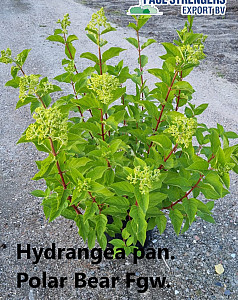Hydrangea pan. Polar Bear
