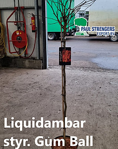 Liquidambar styr. Gum Ball