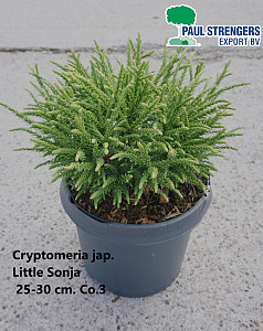 Cryptomeria jap. Little Sonja