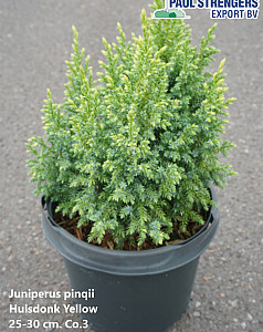 Juniperus pinqii Hulsdonk Yellow