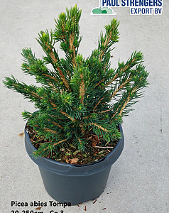 Picea abies Tompa