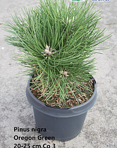 Pinus nigra Oregon Green