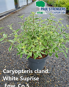 Caryopteris cland. White Suprise