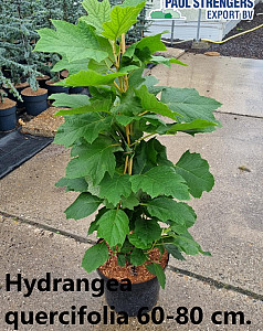 Hydrangea quercifolia
