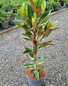 Magnolia grandiflora Alta