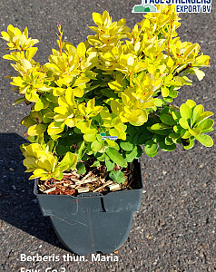 Berberis thun. Maria