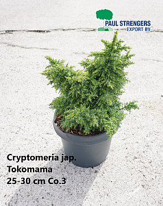 Cryptomeria jap. Toko Mamma
